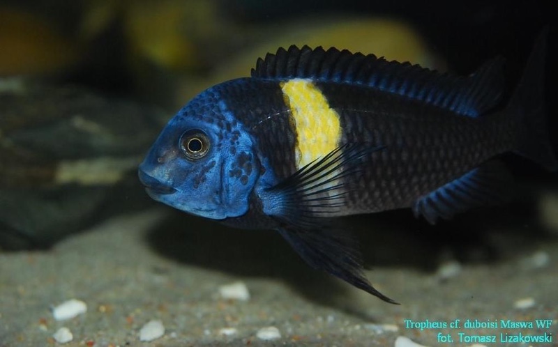 Tropheus duboisi 'Cape Kabogo'